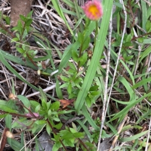 Erigeron karvinskianus at Mount Taylor - 18 Dec 2023 01:52 PM