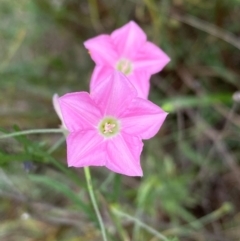 Convolvulus angustissimus subsp. angustissimus (Australian Bindweed) at Tuggeranong, ACT - 18 Dec 2023 by Shazw