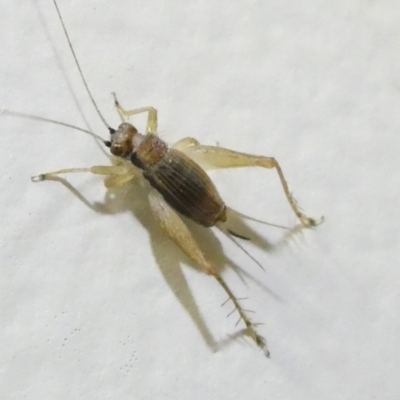 Trigonidium australiana (Leaf running cricket) at Flea Bog Flat to Emu Creek Corridor - 14 Dec 2023 by JohnGiacon