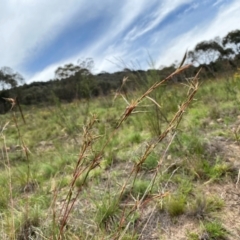 Cymbopogon refractus (Barbed-wire Grass) at Torrens, ACT - 18 Dec 2023 by Shazw