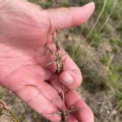 Cymbopogon refractus at Mount Taylor - 18 Dec 2023