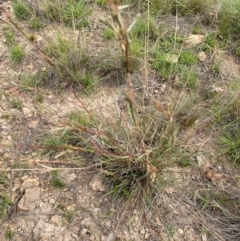 Cymbopogon refractus at Mount Taylor - 18 Dec 2023