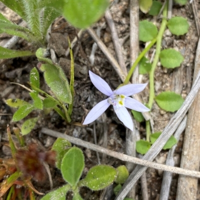 Isotoma fluviatilis subsp. australis (Swamp Isotome) at Mount Taylor - 18 Dec 2023 by Shazw