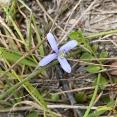 Isotoma fluviatilis subsp. australis at Mount Taylor - suppressed