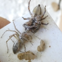 Oxyopes sp. (genus) (Lynx spider) at Flea Bog Flat to Emu Creek Corridor - 14 Dec 2023 by JohnGiacon