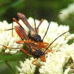 Macrones besti (Longhorn beetle) at Tidbinbilla Nature Reserve - 17 Dec 2023 by JohnBundock