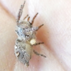 Servaea villosa at Flea Bog Flat to Emu Creek Corridor - 14 Dec 2023