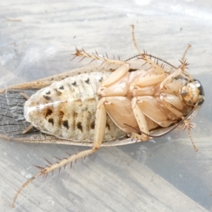 Calolampra sp. (genus) at Flea Bog Flat to Emu Creek Corridor - 16 Dec 2023