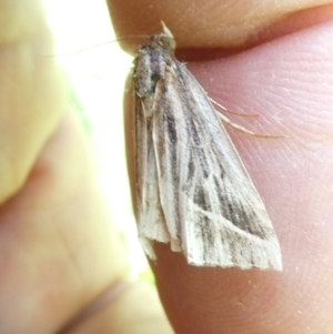 Lophotoma diagrapha at Emu Creek - 17 Dec 2023 08:34 AM