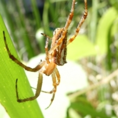 Plebs bradleyi (Enamelled spider) at Emu Creek - 17 Dec 2023 by JohnGiacon