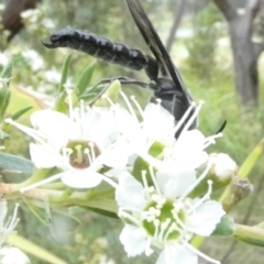 Austroscolia soror (Blue Flower Wasp) at Flea Bog Flat to Emu Creek Corridor - 17 Dec 2023 by JohnGiacon