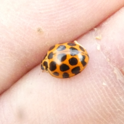 Harmonia conformis (Common Spotted Ladybird) at Flea Bog Flat to Emu Creek Corridor - 17 Dec 2023 by JohnGiacon