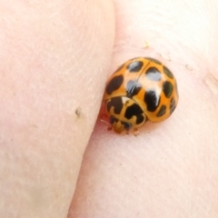 Harmonia conformis at Emu Creek - 18 Dec 2023