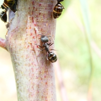 Notoncus sp. (genus) (A Notoncus ant) at Emu Creek - 18 Dec 2023 by JohnGiacon