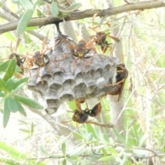 Polistes (Polistella) humilis (Common Paper Wasp) at Belconnen, ACT - 17 Dec 2023 by JohnGiacon