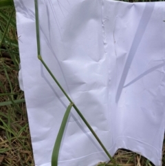 Lolium arundinaceum (Tall Fescue) at Emu Creek Belconnen (ECB) - 18 Dec 2023 by JohnGiacon