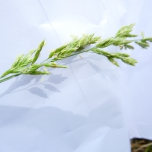 Festuca arundinacea at Emu Creek Belconnen (ECB) - 18 Dec 2023