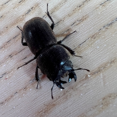 Unidentified Stag beetle (Lucanidae) at Cape Otway, VIC - 18 Dec 2023 by ajlandford