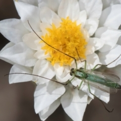 Chironomidae (family) (Non-biting Midge) at Blue Devil Grassland, Umbagong Park (BDG) - 17 Dec 2023 by kasiaaus