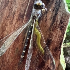 SYNTHEMISTIDAE (family) (Tigertail) at Great Otway National Park - 18 Dec 2023 by ajlandford