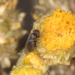 Muscidae (family) at Latham, ACT - 18 Dec 2023