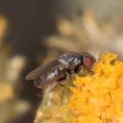 Muscidae (family) at Latham, ACT - 18 Dec 2023