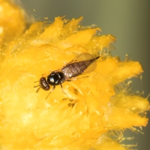 Chalcidoidea (superfamily) at Blue Devil Grassland, Umbagong Park (BDG) - 18 Dec 2023