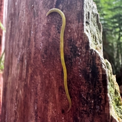 Fletchamia sugdeni (Canary Worm) at Great Otway National Park - 18 Dec 2023 by ajlandford