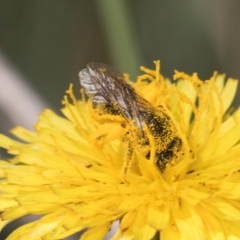 Apiformes (informal group) (Unidentified bee) at Latham, ACT - 18 Dec 2023 by kasiaaus
