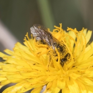 Apiformes (informal group) at Latham, ACT - 18 Dec 2023 10:54 AM