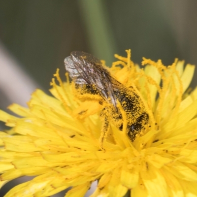 Apiformes (informal group) (Unidentified bee) at Blue Devil Grassland, Umbagong Park (BDG) - 17 Dec 2023 by kasiaaus