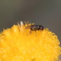 Syrphidae (family) at Latham, ACT - 17 Dec 2023 by kasiaaus