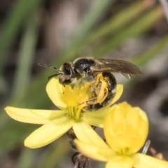 Lasioglossum (Chilalictus) sp. (genus & subgenus) (Halictid bee) at Blue Devil Grassland, Umbagong Park (BDG) - 18 Dec 2023 by kasiaaus