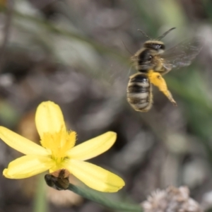 Lasioglossum (Chilalictus) sp. (genus & subgenus) at Latham, ACT - 18 Dec 2023