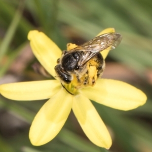 Lasioglossum (Chilalictus) sp. (genus & subgenus) at Latham, ACT - 18 Dec 2023