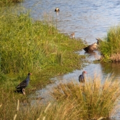 Porphyrio melanotus (Australasian Swamphen) at Thurgoona, NSW - 16 Dec 2023 by Darcy