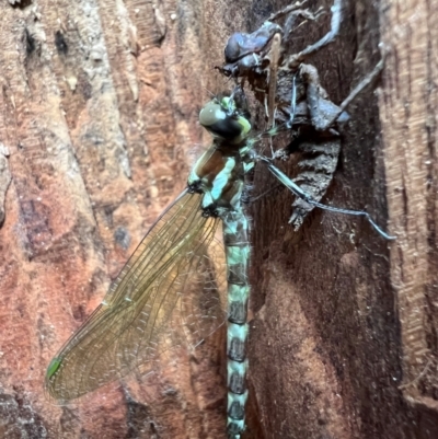 Eusynthemis guttata (Southern Tigertail) at Great Otway National Park - 18 Dec 2023 by ajlandford