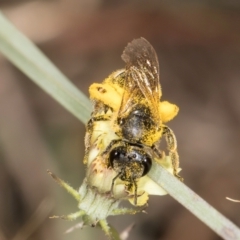 Lasioglossum (Chilalictus) sp. (genus & subgenus) (Halictid bee) at Latham, ACT - 18 Dec 2023 by kasiaaus