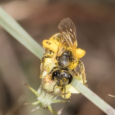 Lasioglossum (Chilalictus) sp. (genus & subgenus) (Halictid bee) at Umbagong District Park - 18 Dec 2023 by kasiaaus