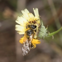 Lasioglossum (Chilalictus) sp. (genus & subgenus) at Latham, ACT - 18 Dec 2023 11:08 AM