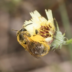 Lasioglossum (Chilalictus) sp. (genus & subgenus) at Latham, ACT - 18 Dec 2023 11:08 AM