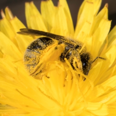 Lasioglossum (Chilalictus) sp. (genus & subgenus) (Halictid bee) at Blue Devil Grassland, Umbagong Park (BDG) - 18 Dec 2023 by kasiaaus