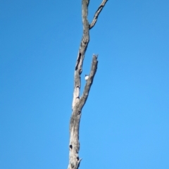 Artamus leucorynchus (White-breasted Woodswallow) at Splitters Creek, NSW - 17 Dec 2023 by Darcy