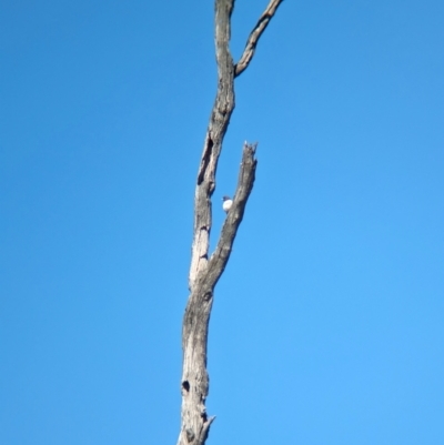 Artamus leucorynchus (White-breasted Woodswallow) at Splitters Creek, NSW - 17 Dec 2023 by Darcy