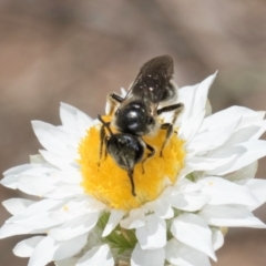 Lasioglossum (Chilalictus) lanarium (Halictid bee) at Blue Devil Grassland, Umbagong Park (BDG) - 18 Dec 2023 by kasiaaus