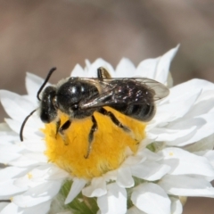 Lasioglossum (Chilalictus) lanarium at Blue Devil Grassland, Umbagong Park (BDG) - 18 Dec 2023