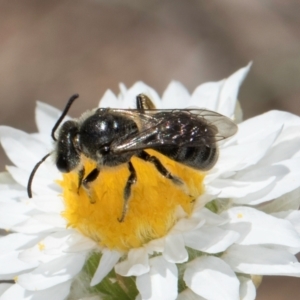 Lasioglossum (Chilalictus) lanarium at Latham, ACT - 18 Dec 2023 11:24 AM