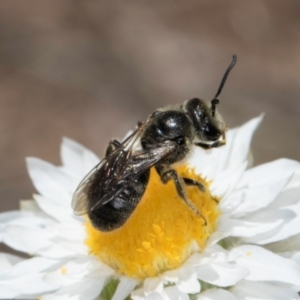 Lasioglossum (Chilalictus) lanarium at Latham, ACT - 18 Dec 2023 11:24 AM