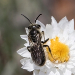 Lasioglossum (Chilalictus) lanarium at Latham, ACT - 18 Dec 2023 11:24 AM