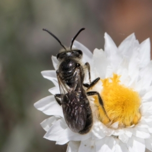 Lasioglossum (Chilalictus) lanarium at Latham, ACT - 18 Dec 2023 11:24 AM